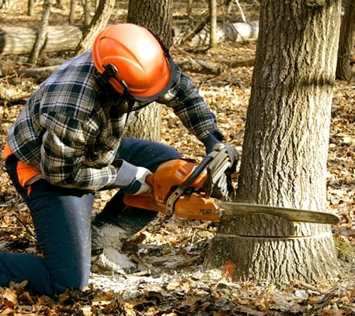 Tree Removal in Colfax, LA